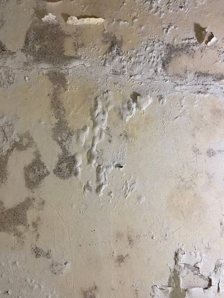 Best Emergency Mold Remediation in Berino, NM