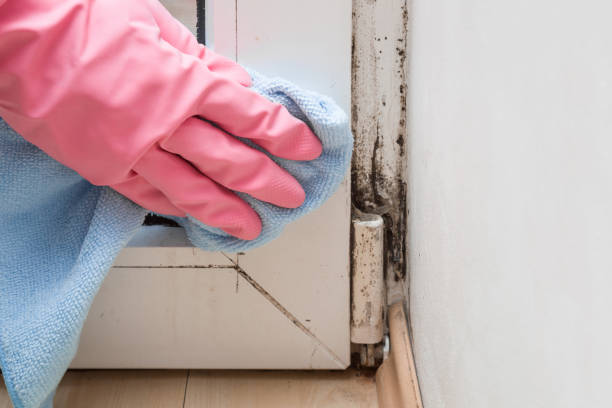 Best Basement Mold Remediation in Berino, NM
